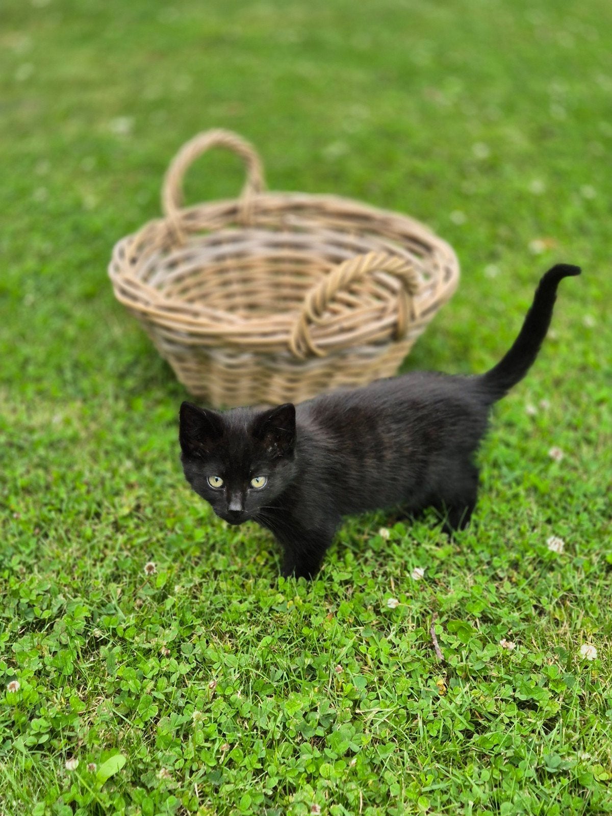 Kittens te koop, Meerdere dieren