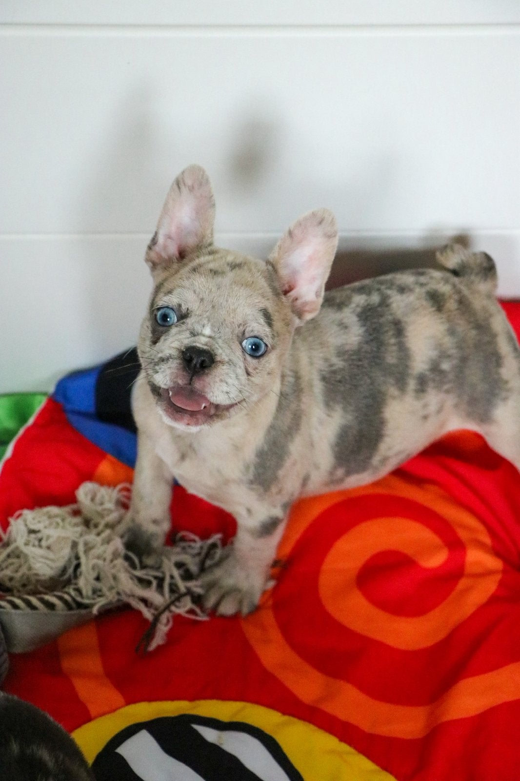 Franse bulldog pups met arfe stamboom, Dieren en Toebehoren, Parvo, 8 tot 15 weken, Bulldog, Meerdere