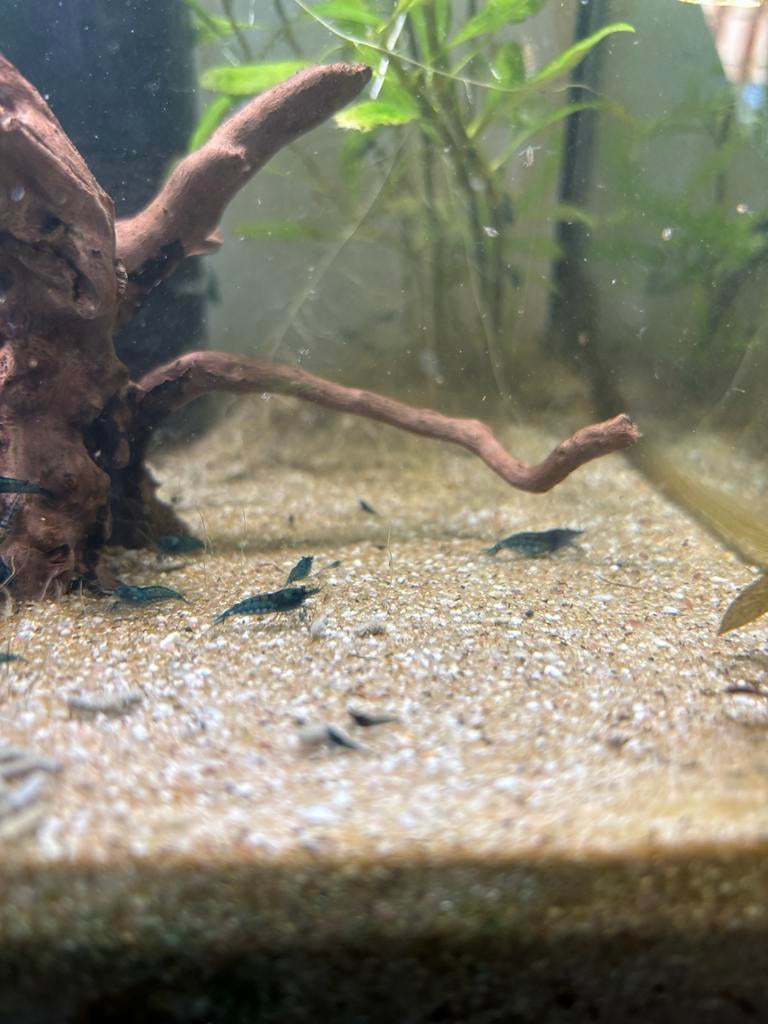Blue velvet garnalen, Dieren en Toebehoren, Kreeft, Krab of Garnaal
