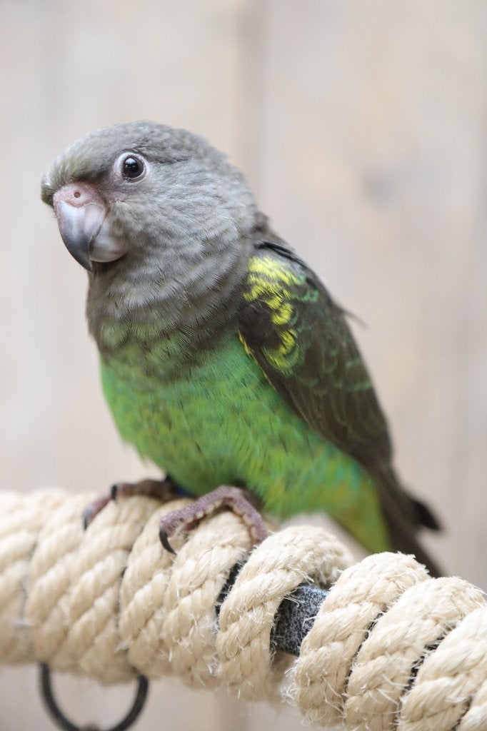 Knapperds | Jonge Baby Meyer papegaai | Handtam | getest, Dieren en Toebehoren, Vogels | Parkieten en Papegaaien, Meerdere dieren