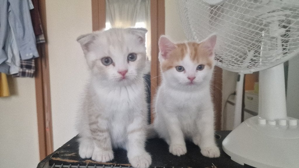 Laatste 2 Prachtige Britse korthaar Mix kittens, Dieren en Toebehoren, Katten en Kittens | Raskatten | Korthaar, Meerdere dieren