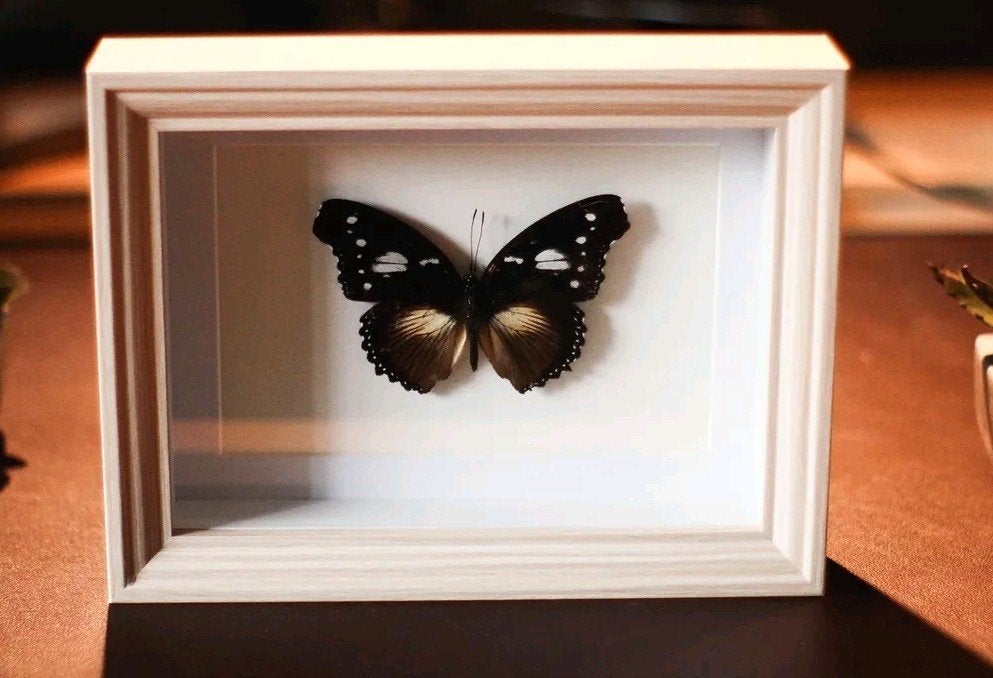 vlinder in lijst, Verzamelen, Ophalen of Verzenden, Nieuw, Insect, Opgezet dier