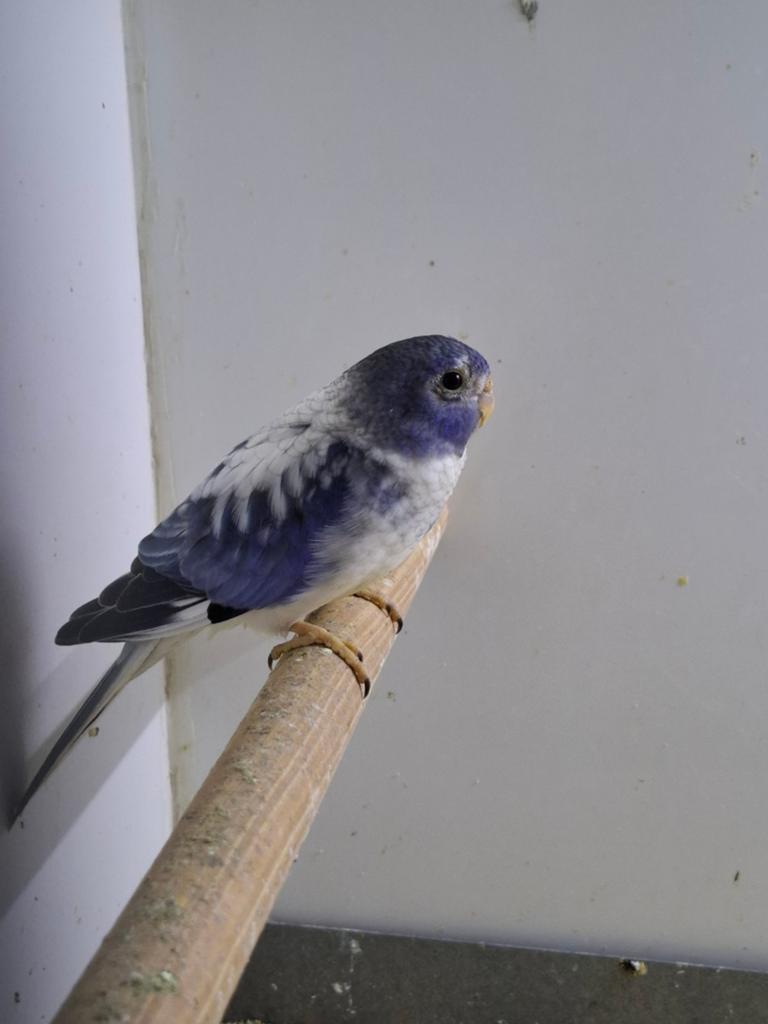 Splendid parkieten opaline, Dieren en Toebehoren, Vogels | Parkieten en Papegaaien, Meerdere dieren, Parkiet
