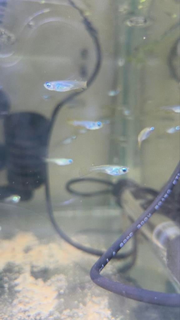 (Aplocheilichthys) Poropanchax Normani (Afrikaans blauwoogje, Vis