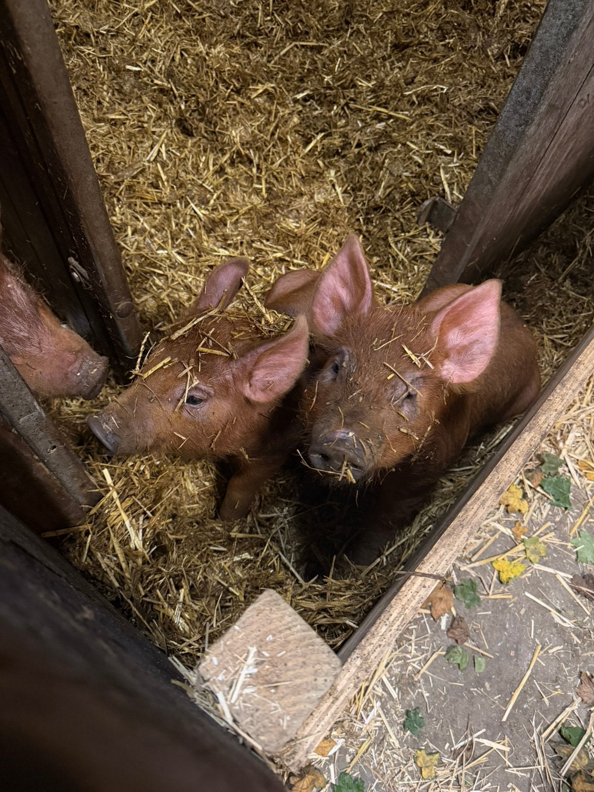 3 duroc biggen, Meerdere dieren, Varken