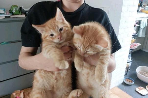 Laatste rode kitten  (half Noorse Boskat)