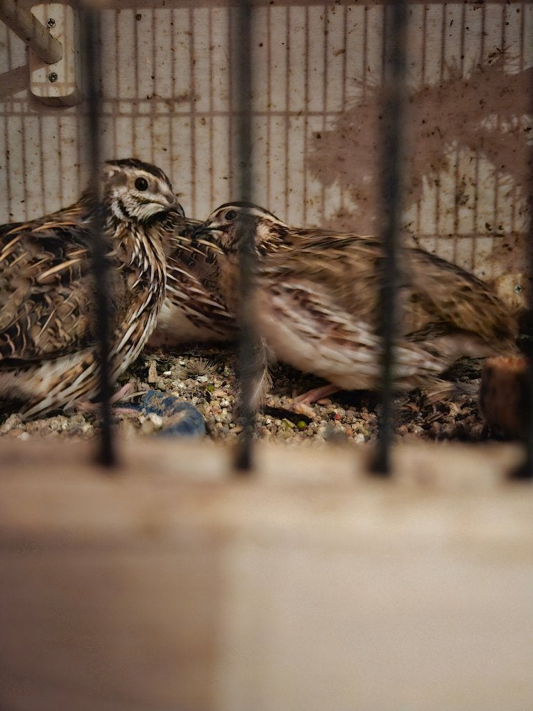 Europese kwartel, Meerdere dieren, Wildzangvogel, Tam