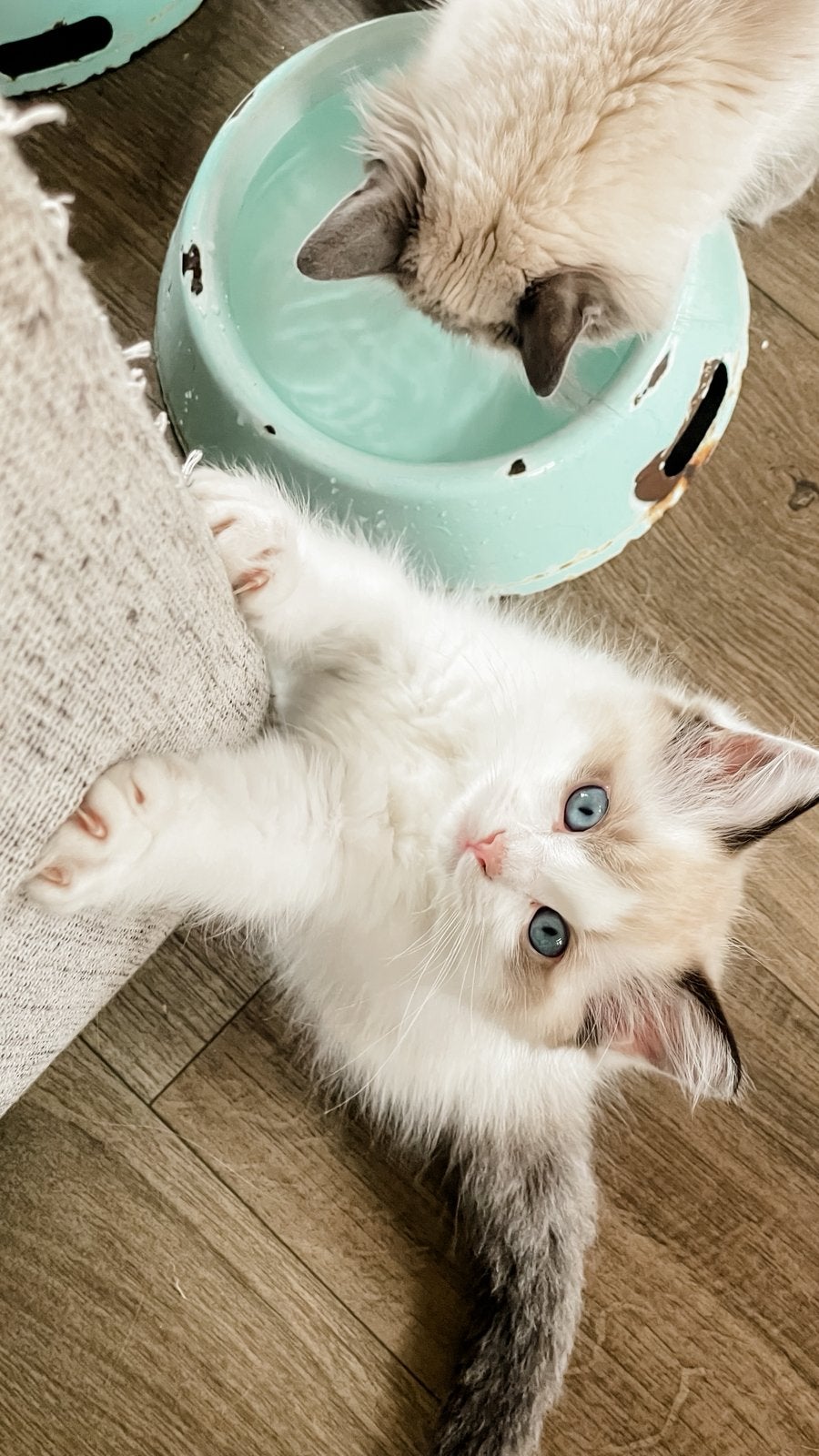 Prachtige Ragdoll kitten, Poes, Gechipt, 0 tot 2 jaar