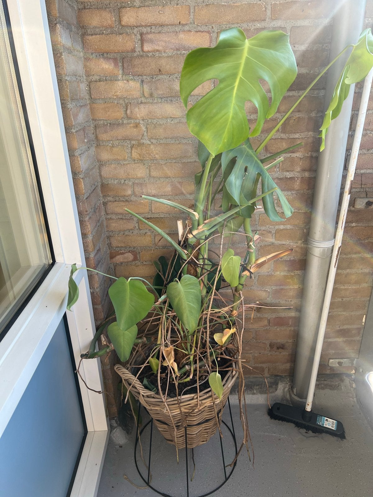 Monstera Deliciosa in rieten pot, Huis en Inrichting, Ophalen, 100 tot 150 cm, Overige soorten, Halfschaduw