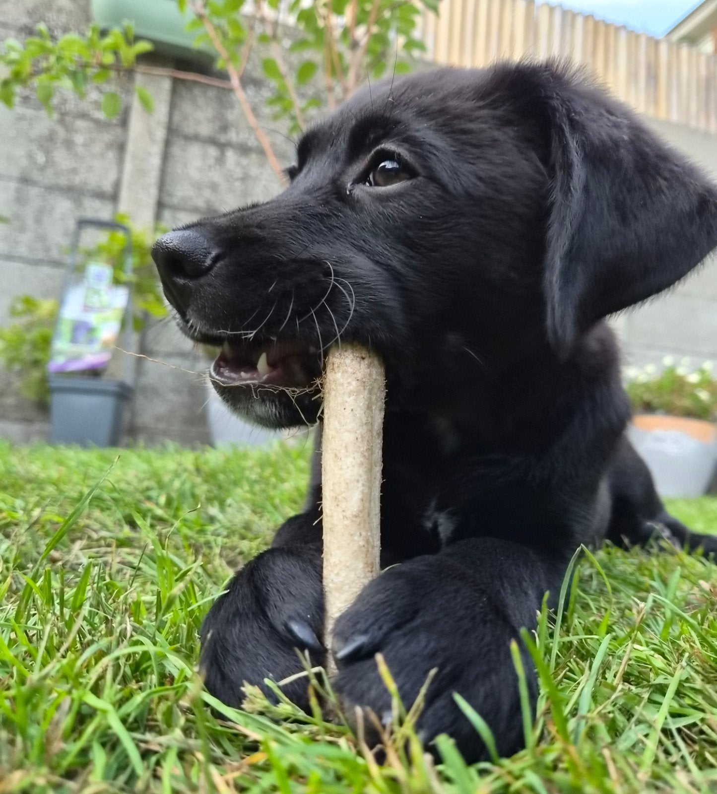 labrador x appenzeller, 15 weken tot 1 jaar, Reu, Eén hond, Nederland