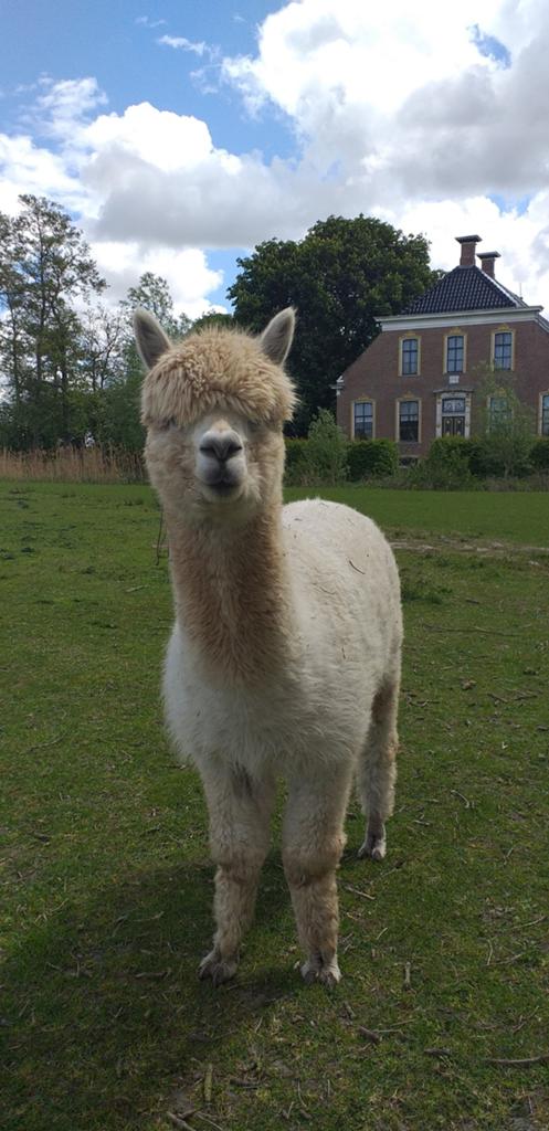 Alpaca hengst, Dieren en Toebehoren, Juni, Mannelijk