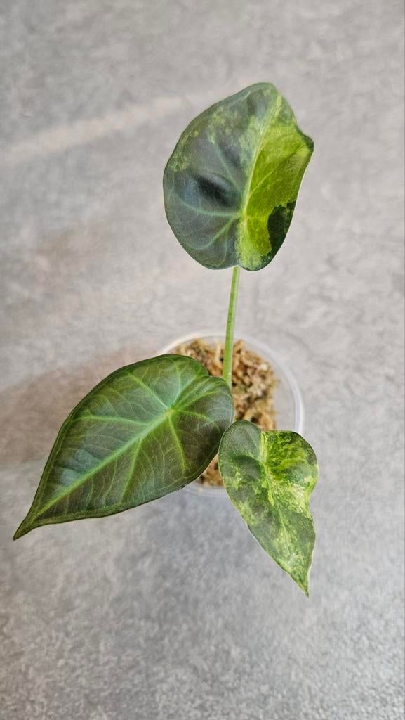 Alocasia Regal Shield Aurea/Gold/GoG, Ophalen of Verzenden, Halfschaduw, Minder dan 100 cm