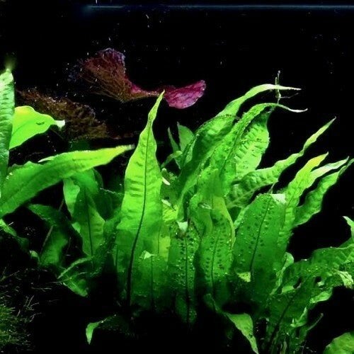 Aquariumplant Javavaren stek, Dieren en Toebehoren, Ophalen of Verzenden, Nieuw, Plant(en), Steen of Hout