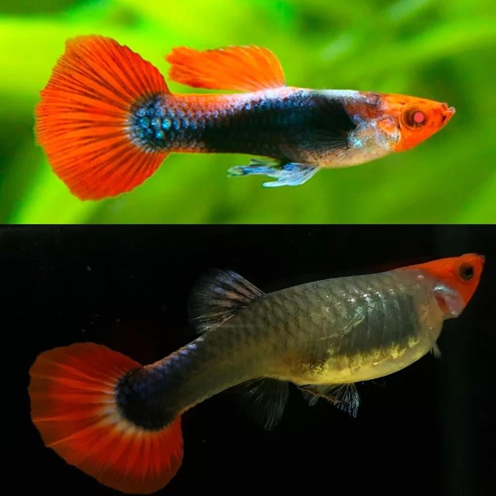 Tuxedo koi guppen per stuk 2,50, Dieren en Toebehoren, Vis, Zoetwatervis, Schoolvis