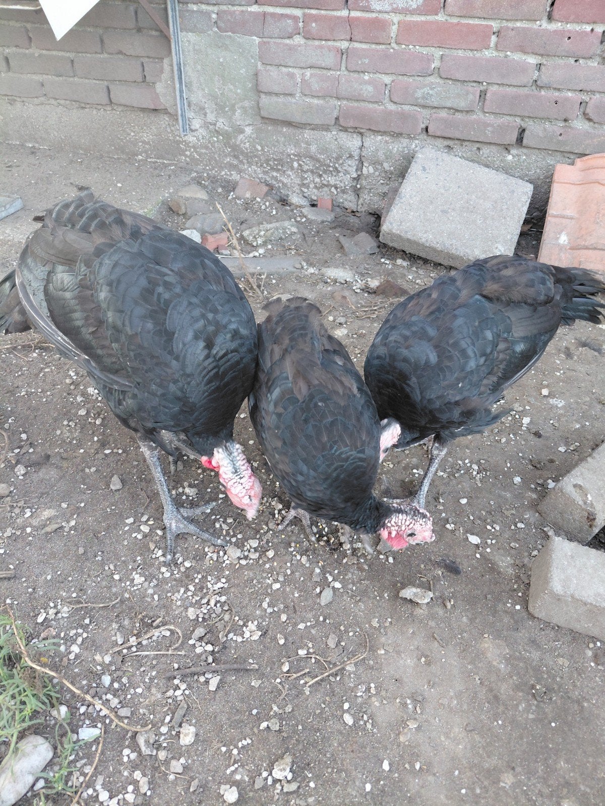 kalkoenen, Dieren en Toebehoren, Pluimvee, Meerdere dieren, Kalkoen