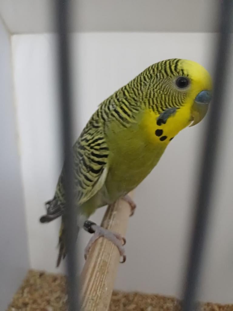 Grasparkiet man split blackwing., Dieren en Toebehoren, Vogels | Parkieten en Papegaaien, Mannelijk, Parkiet