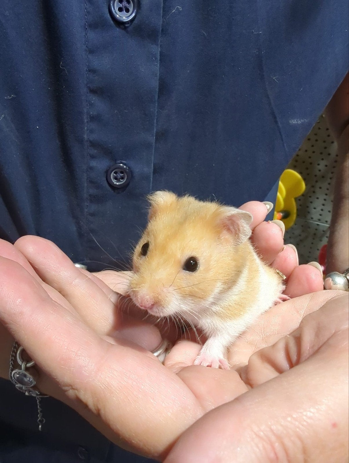 Syriche hamsters jong, super lief en super tam., Dieren en Toebehoren, Hamster, Juni, Meerdere dieren, Tam