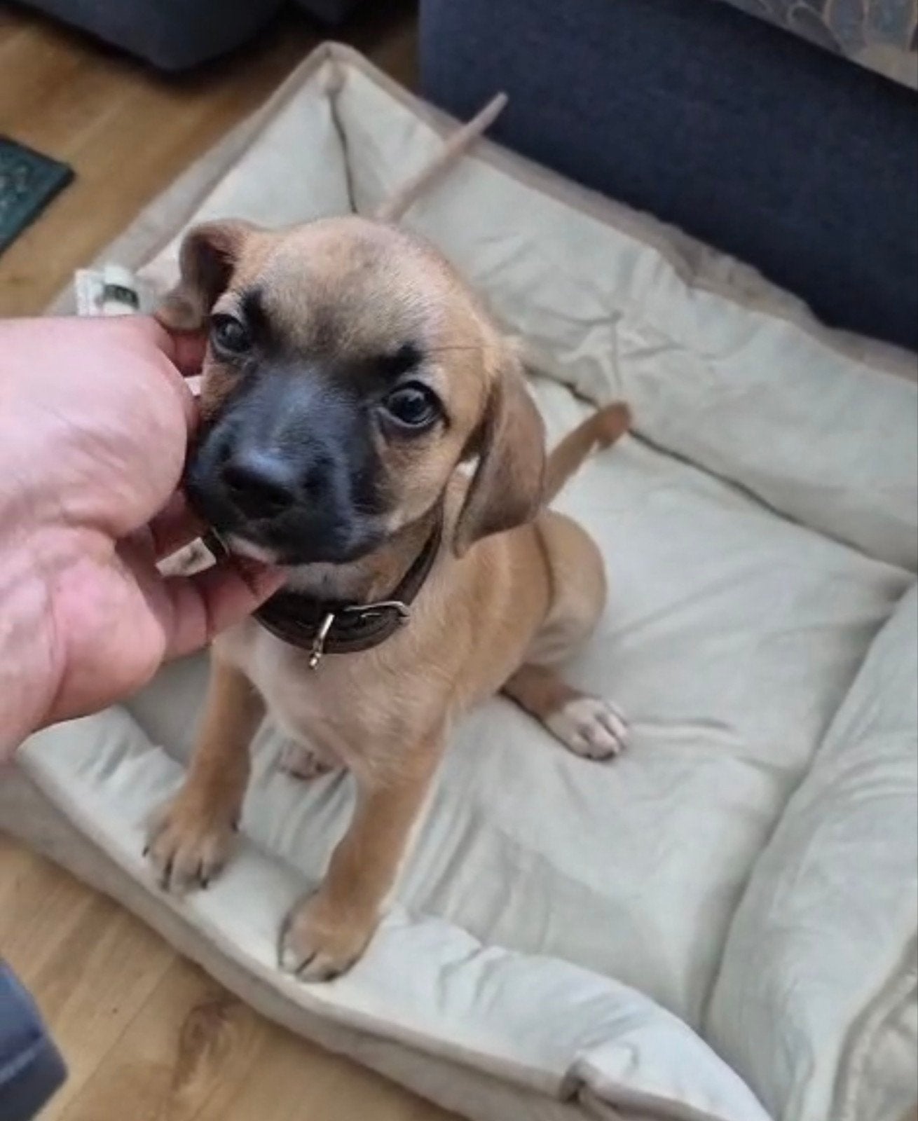 Puppy reu te koop, Dieren en Toebehoren, Honden | Niet-rashonden, Reu, 8 tot 15 weken, Eén hond, Nederland