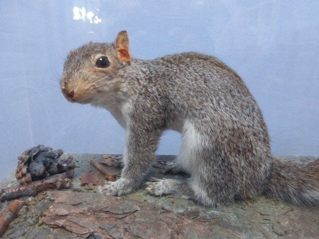 Grijze eekhoorn in vitrine., Ophalen of Verzenden, Zo goed als nieuw, Wild dier, Opgezet dier