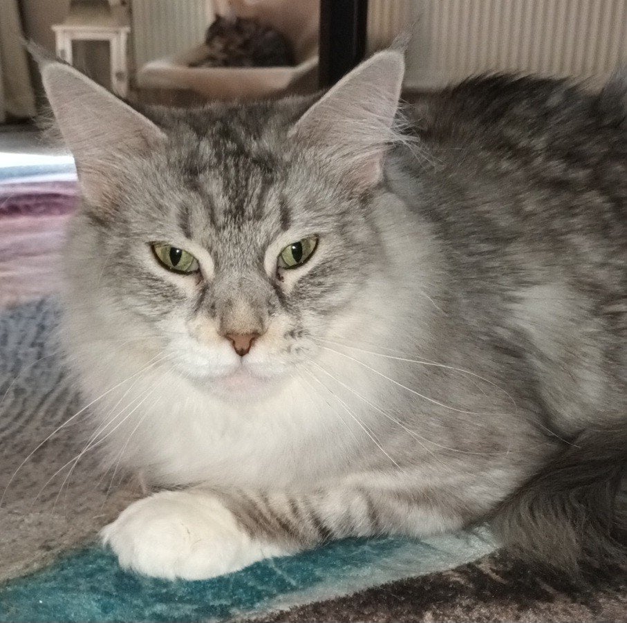 lieve prachtige maine coon poes, Dieren en Toebehoren, Poes, Ontwormd, 3 tot 5 jaar