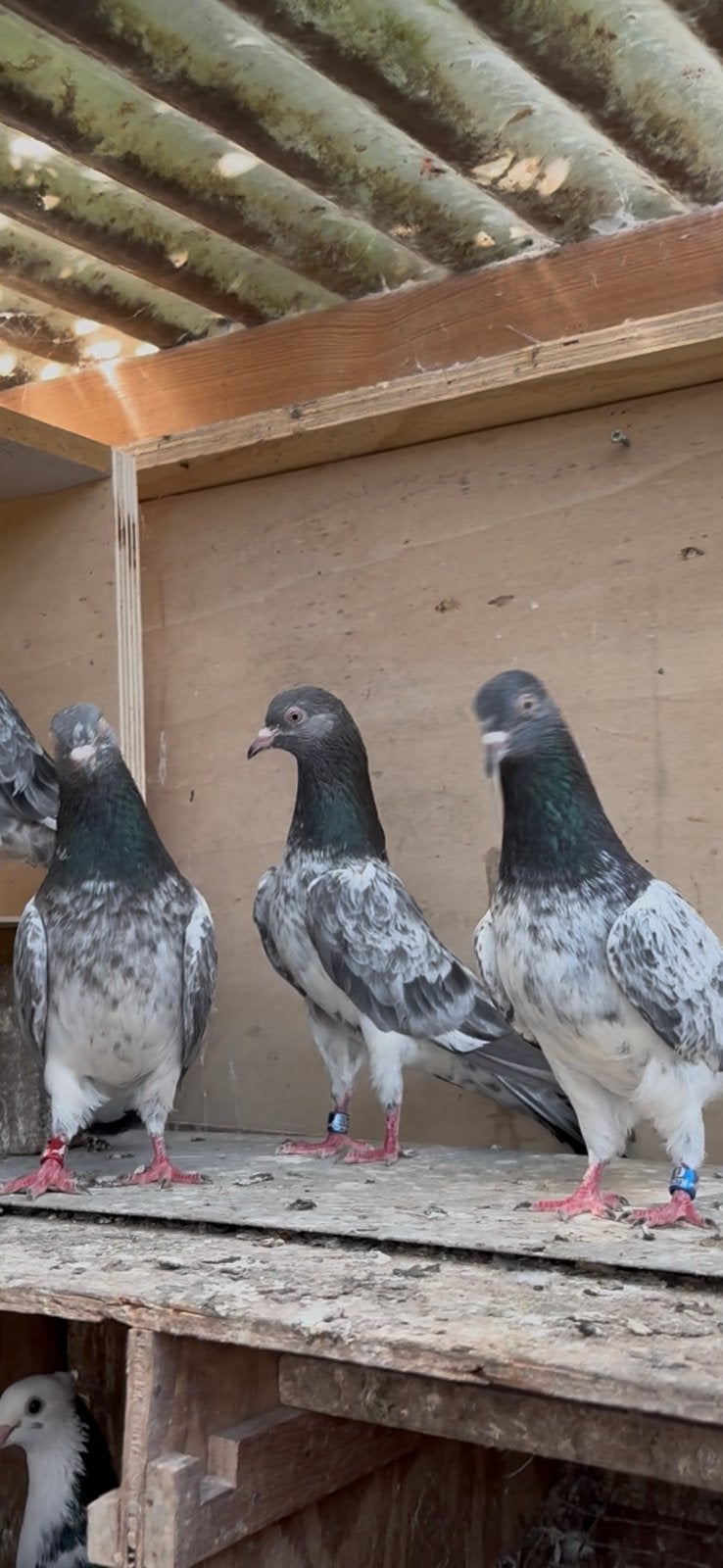 Pakiestanse hoogvliegers Golden -kamagar, Dieren en Toebehoren, Meerdere dieren