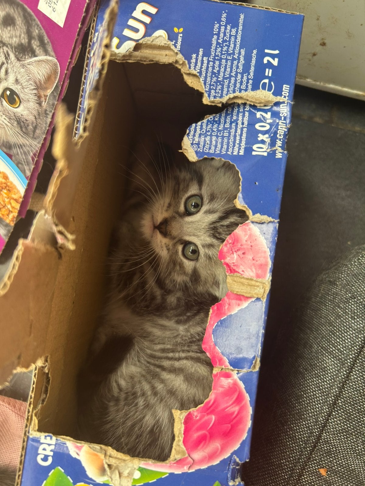 Super lieve langharige kittens kruising britse korthaar, Kater