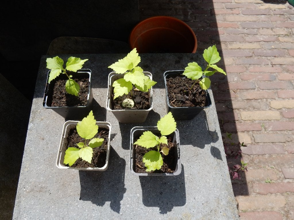 JONGE HIBISCUS PLANTEN, Volle zon, Vaste plant, Zomer, Ophalen