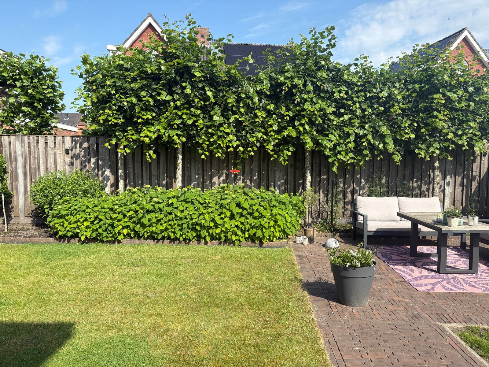 4 leilinden - zelf uit te graven, Ophalen, Overige soorten, Haag, 250 cm of meer