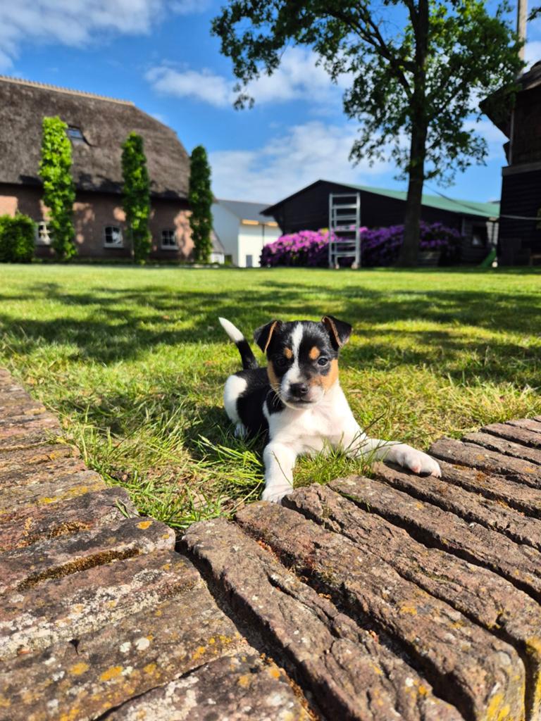 Super leuke boerenfox pups reutjes, Dieren en Toebehoren, 8 tot 15 weken, Meerdere, Nederland, Particulier