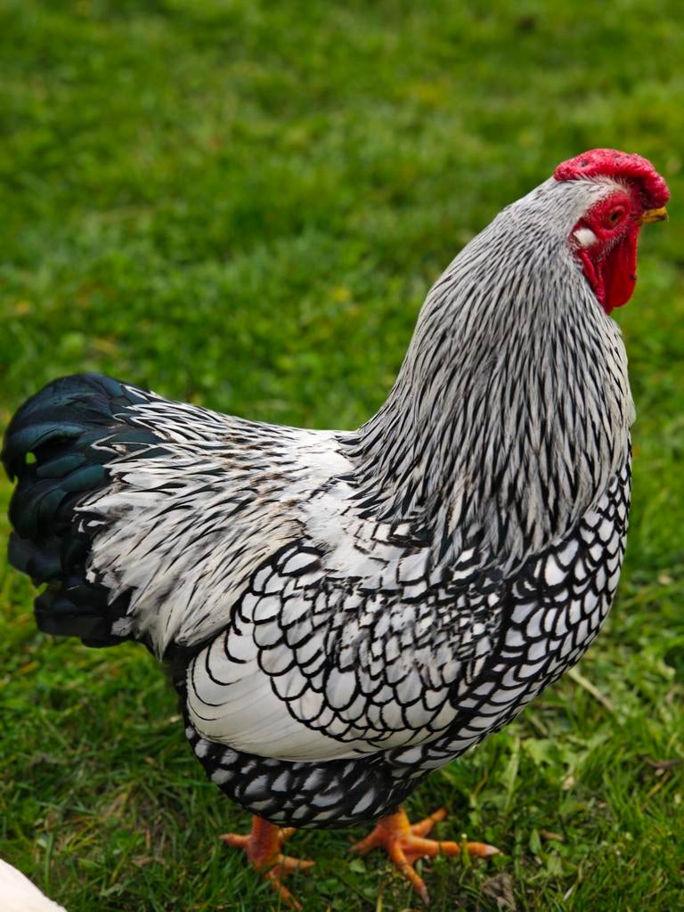Haan te koop, Dieren en Toebehoren, Mannelijk, Kip