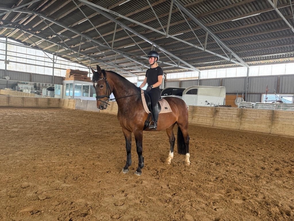 12 jarige recreatie ruin, Dieren en Toebehoren, Paarden, Met stamboom, Ruin, L, 160 tot 165 cm