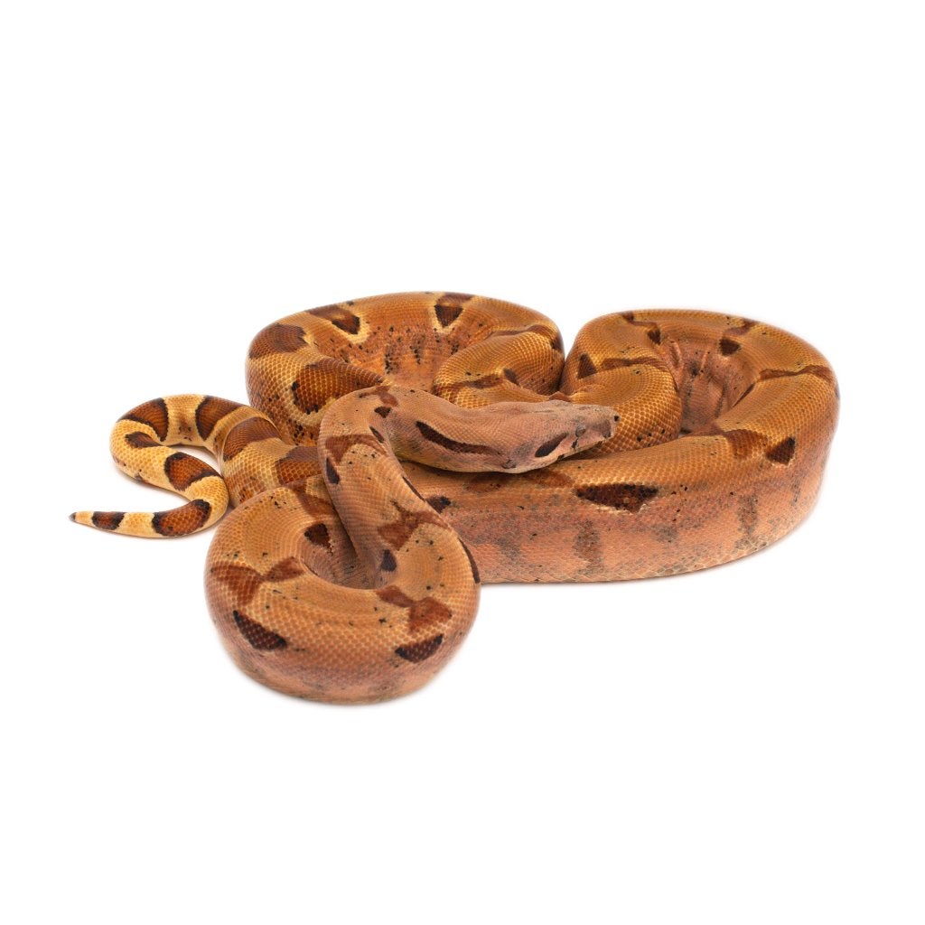 Boa Constrictor Imperator Litter 01 2026 Boa Constrictor photo 20
