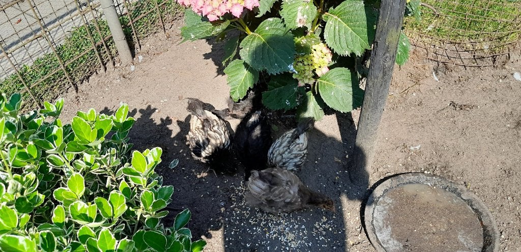 kippen, Dieren en Toebehoren, Pluimvee, Geslacht onbekend, Kip