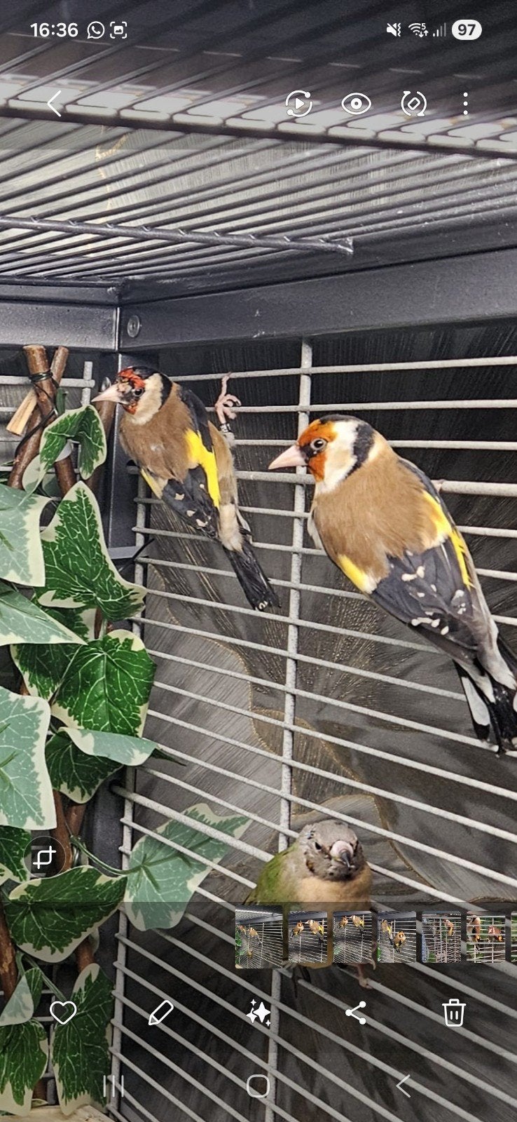 Koppel putters van 2025, Meerdere dieren, Wildzangvogel