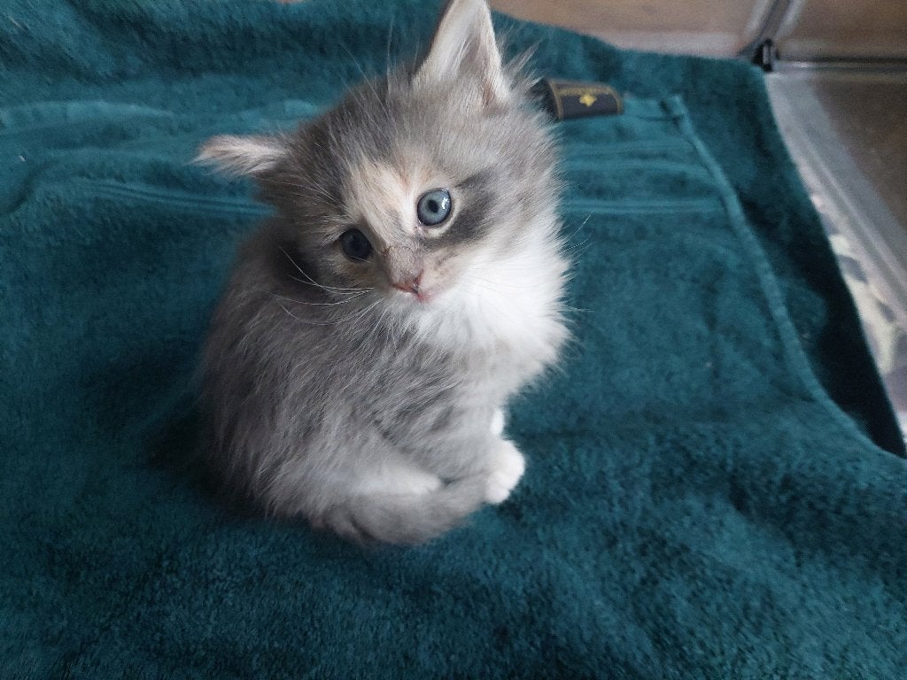 Maine Coon x kitten, Poes, Ontwormd, 0 tot 2 jaar