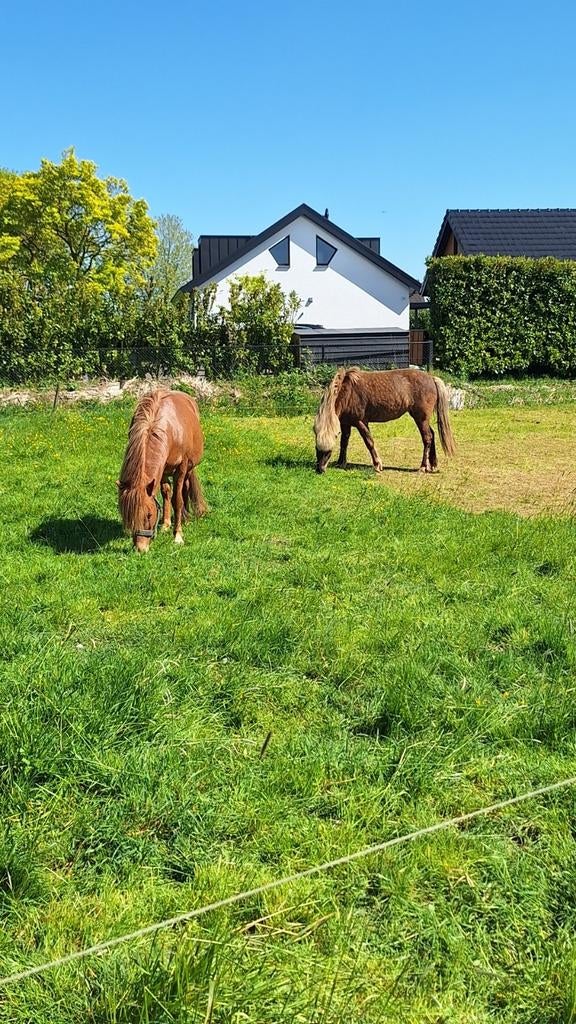 Verzorgpony's / paard, ijslanders aangeboden, Dieren en Toebehoren, Ophalen, Overige soorten