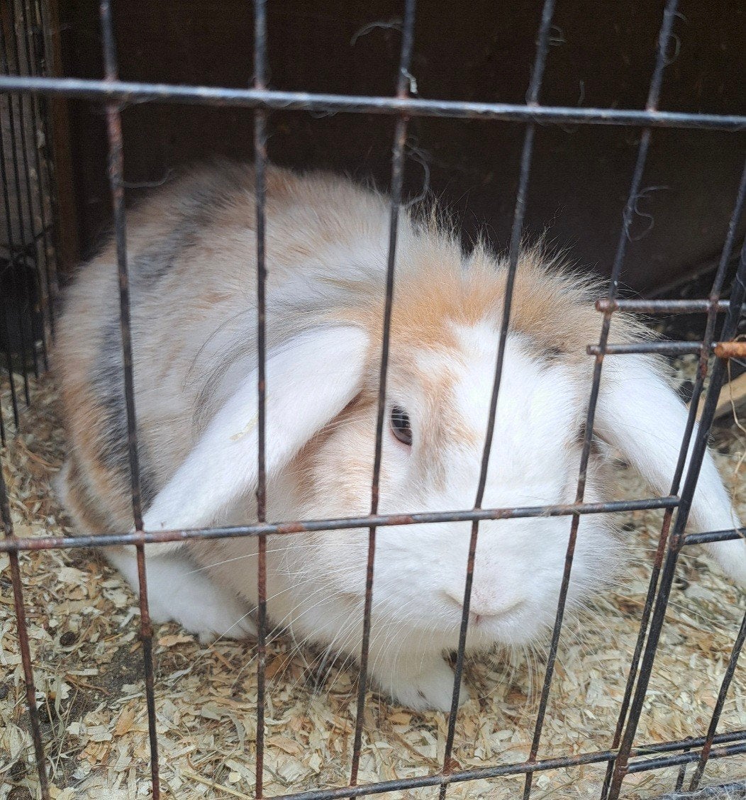 2 konijn hangoor ram, Dieren en Toebehoren, Konijnen, Klein, Mannelijk, 3 tot 5 jaar, Hangoor