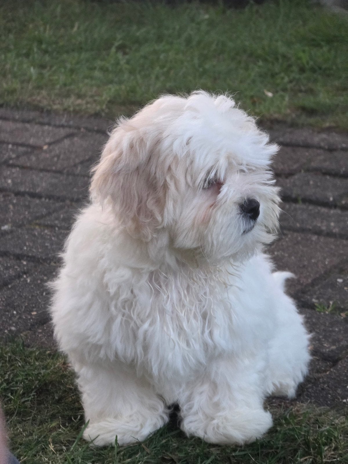 Maltipoo pup van 4 maanden oud, een teefje, Parvo, België, Particulier, 15 weken tot 1 jaar