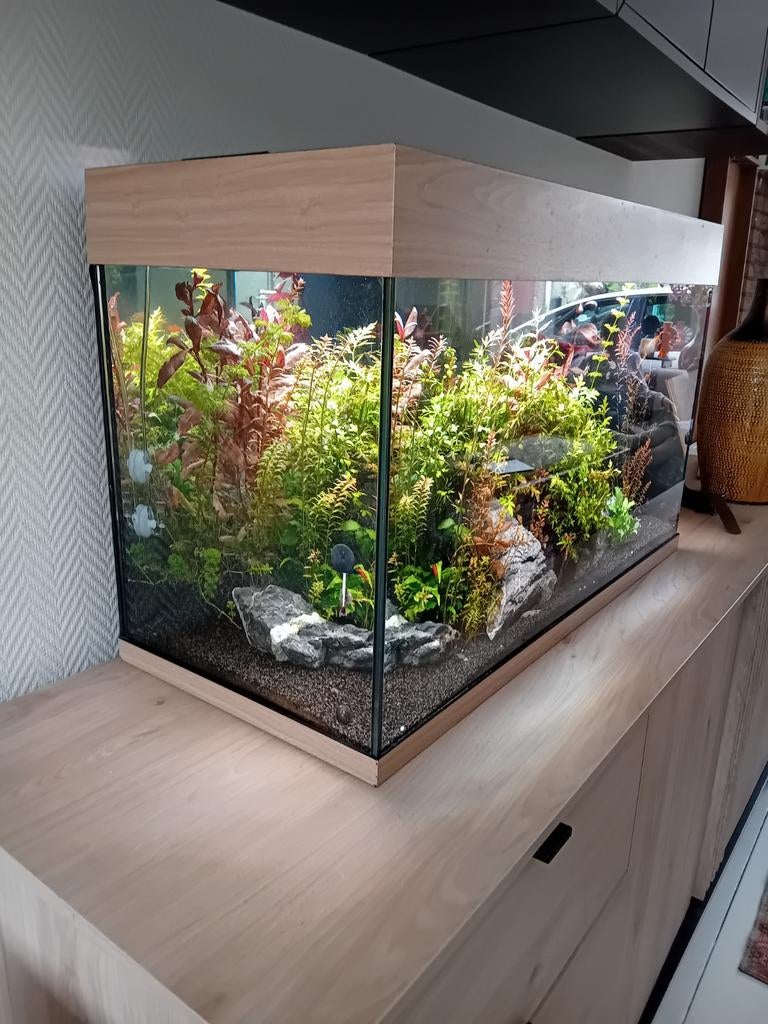 Juwel Rio aquarium 125 liter houtkleur compleet, Vis