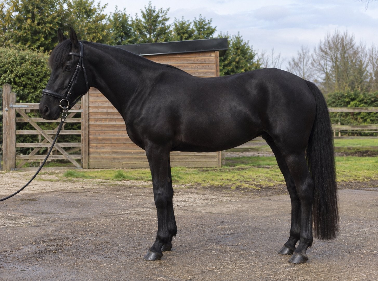 New Forest zwarte ruwe diamant, Dieren en Toebehoren, Merrie, Met stamboom, Zadelmak, 3 tot 6 jaar