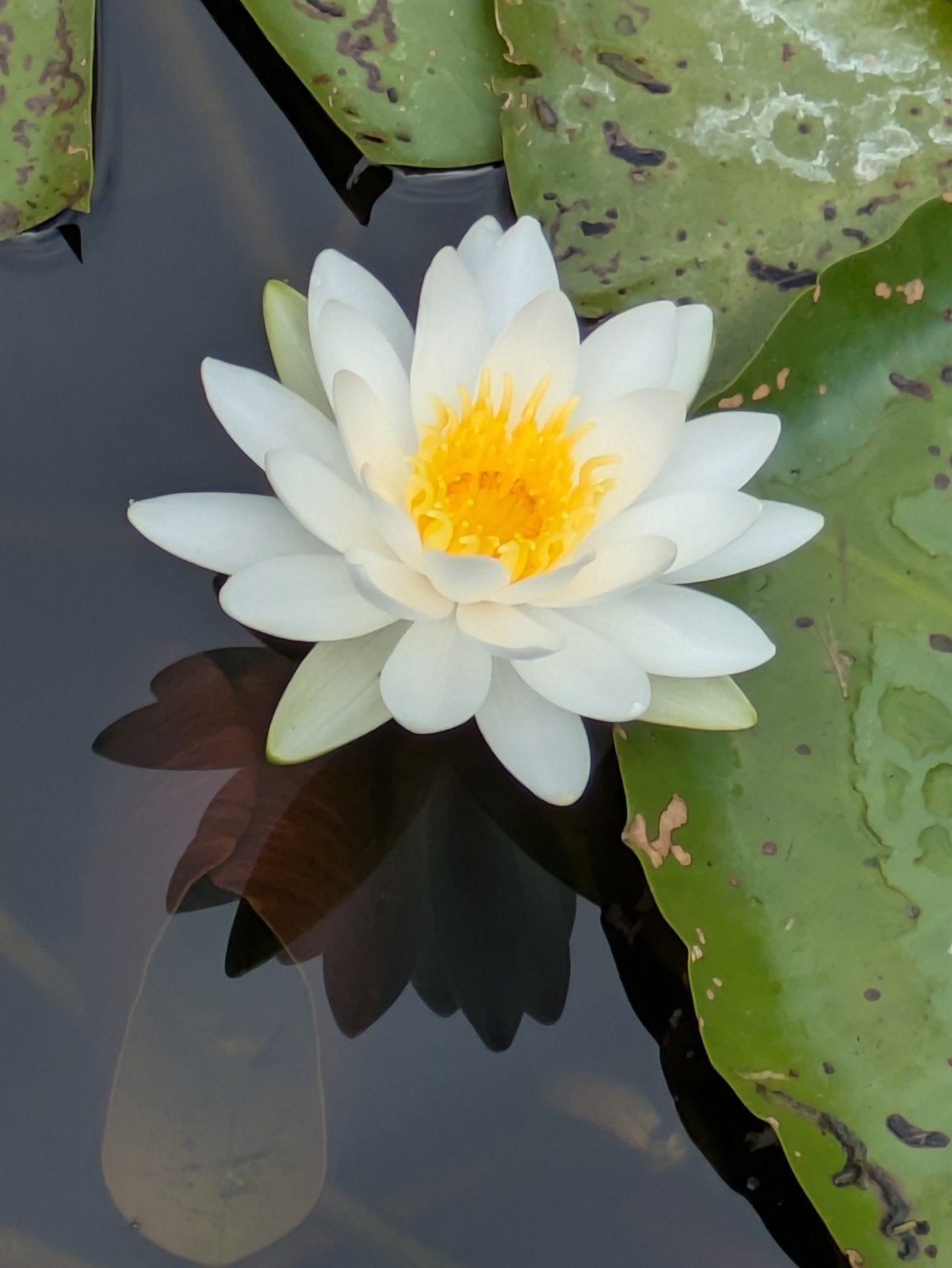 Witte Waterlelies voor vijver of waterpartij, Tuin en Terras, Ophalen, Gebruikt