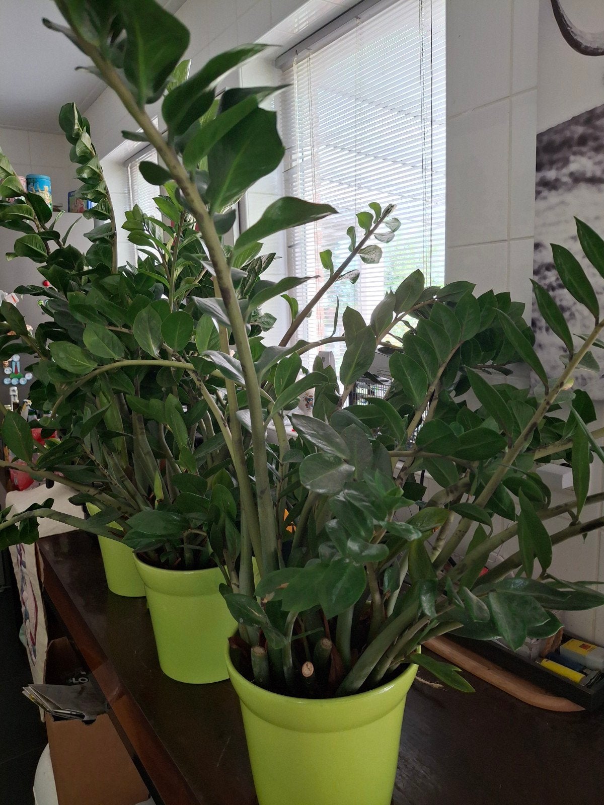 Grote Zamioculcas plant - te groot voor vensterbank, Huis en Inrichting, Kamerplanten, Ophalen, 100 tot 150 cm, Overige soorten