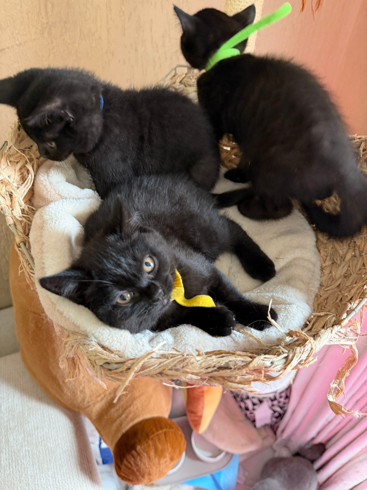 Britse korthaar kittens, Meerdere dieren