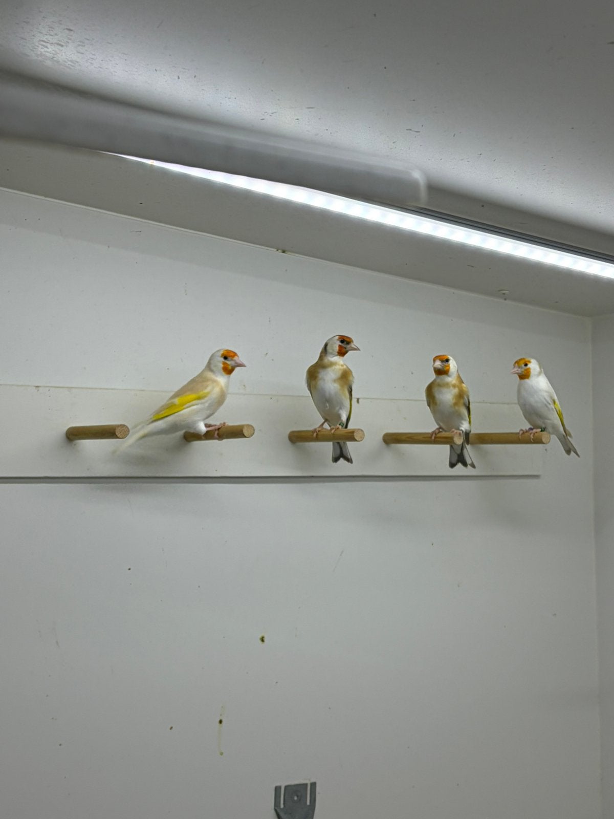 Majoor putters poppen, Dieren en Toebehoren, Vrouwelijk, Wildzangvogel, Geringd