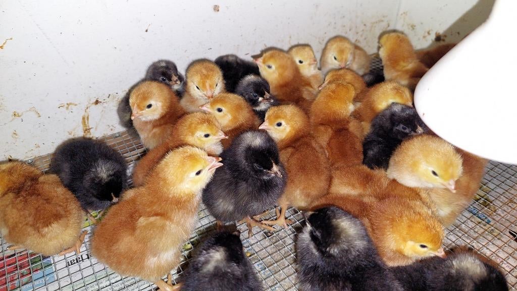 Broedeieren Rhode Island Red  €1,-, Dieren en Toebehoren, Pluimvee, Geslacht onbekend, Kip