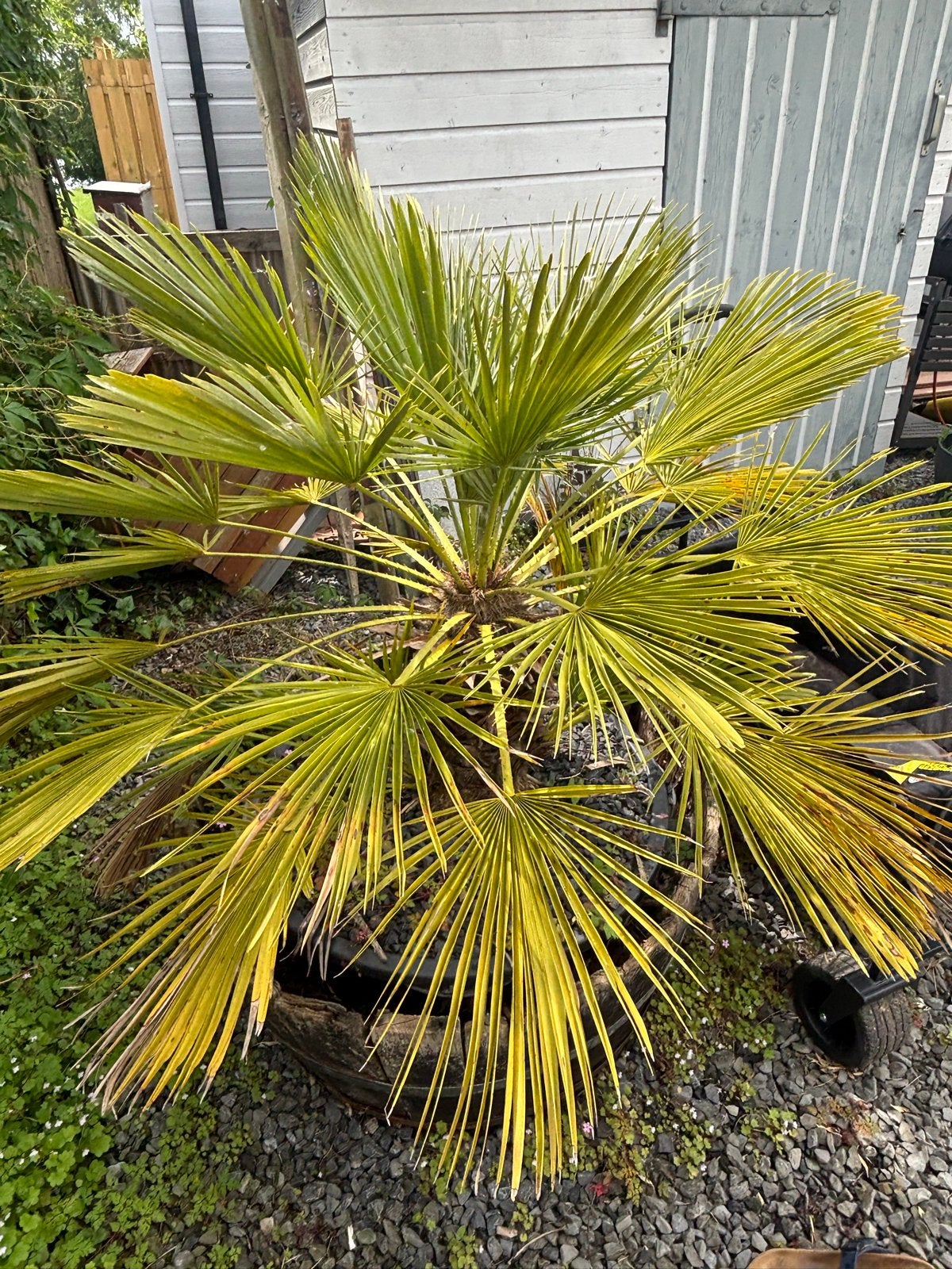 Europese dwergpalm (Chamaerops humilis),, Overige soorten, Volle zon, Vaste plant, Ophalen of Verzenden