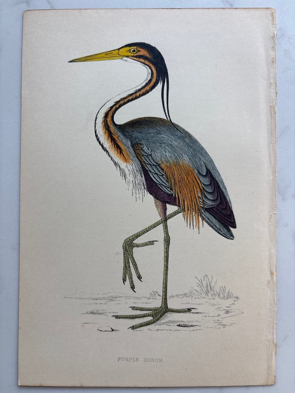 Set van 5 antieke vogelprenten - Handgekleurde litho's, Ophalen, Print, Lithografie