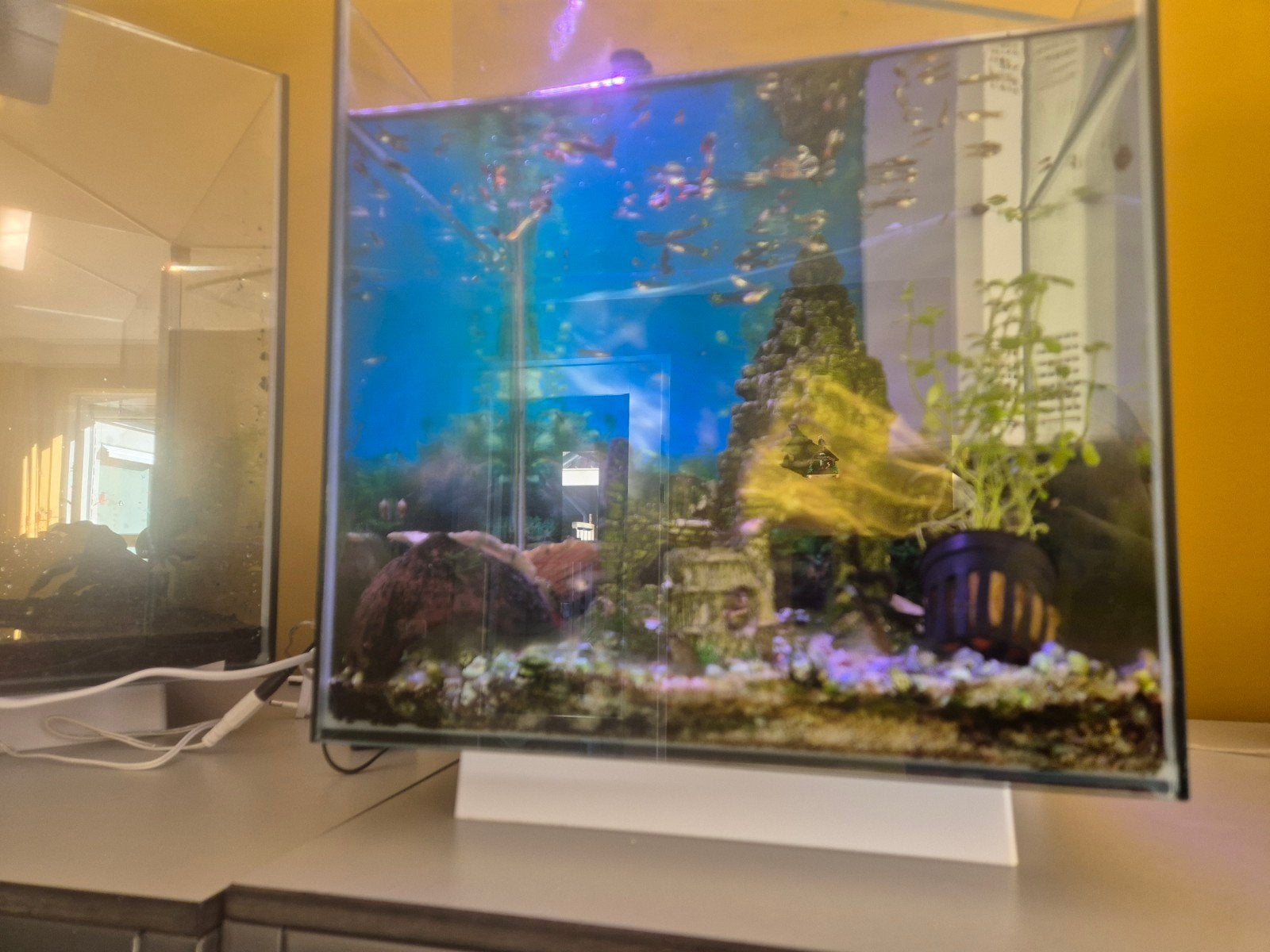30 Qubiq aquarium, Ophalen, Gebruikt, Overige merken, Leeg aquarium
