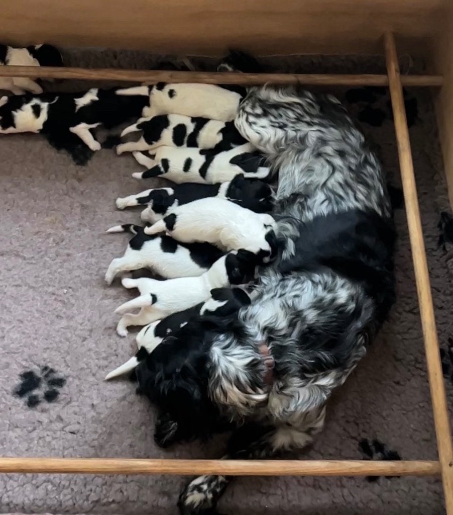 Mooie en lieve Friese Stabij pups beschikbaar, Dieren en Toebehoren, Parvo, Overige rassen, 8 tot 15 weken, Meerdere