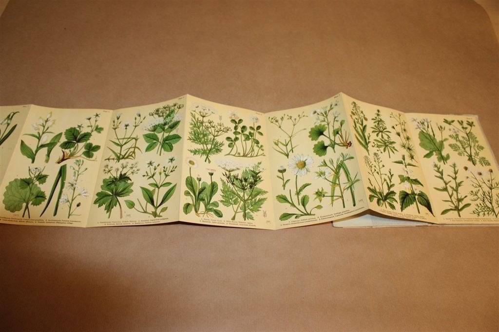 Lentebloemen — Leporello met 40 Botanische Platen 1939, Ophalen of Verzenden, Gelezen, Bloemen, Planten en Bomen